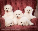 dogs-2023 00289